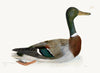 Mallard Plate 249 by Olof Rudbeck (Cfa-Wd)