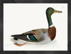 Mallard Plate 249 by Olof Rudbeck (Cfa-Wd)