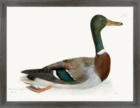 Mallard Plate 249 by Olof Rudbeck (Cfa-Wd)