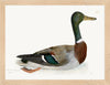 Mallard Plate 249 by Olof Rudbeck (Cfa-Wd)