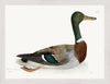 Mallard Plate 249 by Olof Rudbeck (Cfa-Wd)