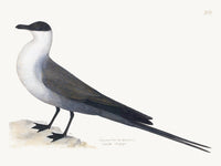 Gull Plate 264 by Olof Rudbeck (Cfa-Wd)