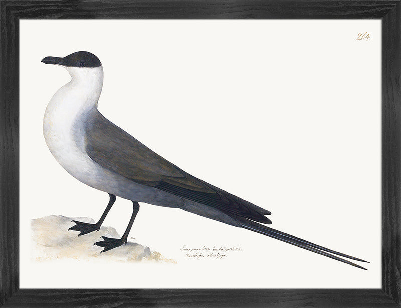 Gull Plate 264 by Olof Rudbeck (Cfa-Wd)