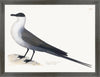 Gull Plate 264 by Olof Rudbeck (Cfa-Wd)