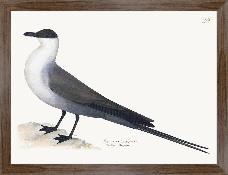 Gull Plate 264 by Olof Rudbeck (Cfa-Wd)