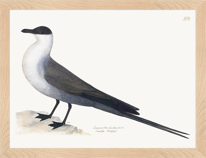 Gull Plate 264 by Olof Rudbeck (Cfa-Wd)