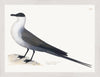 Gull Plate 264 by Olof Rudbeck (Cfa-Wd)