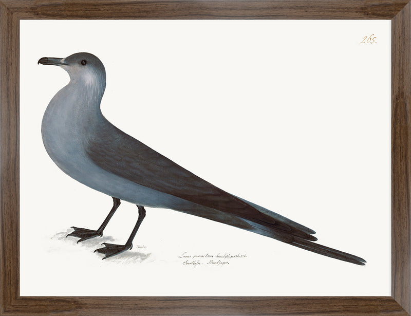 Artic Gull Plate 265 by Olof Rudbeck (Cfa-Wd)