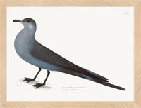 Artic Gull Plate 265 by Olof Rudbeck (Cfa-Wd)