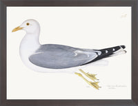 Gull Plate 266 by Olof Rudbeck (Cfa-Wd)