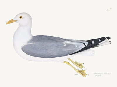 Gull Plate 266 by Olof Rudbeck (Cfa-Wd)