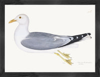 Gull Plate 266 by Olof Rudbeck (Cfa-Wd)