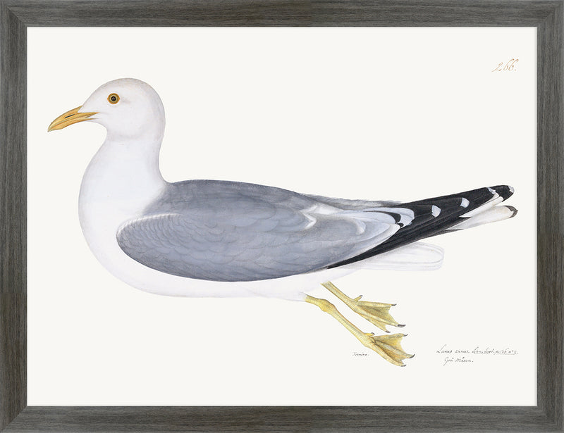 Gull Plate 266 by Olof Rudbeck (Cfa-Wd)