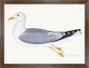 Gull Plate 266 by Olof Rudbeck (Cfa-Wd)