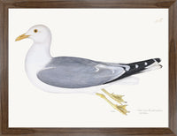 Gull Plate 266 by Olof Rudbeck (Cfa-Wd)