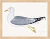 Gull Plate 266 by Olof Rudbeck (Cfa-Wd)