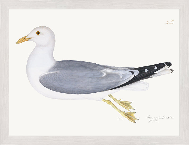 Gull Plate 266 by Olof Rudbeck (Cfa-Wd)