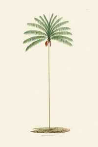 Rodrigues Palm, Antique Prints 003