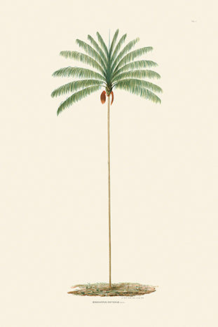 Rodrigues Palm, Antique Prints 003