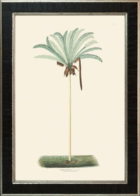 Rodrigues Palm, Antique Prints 004