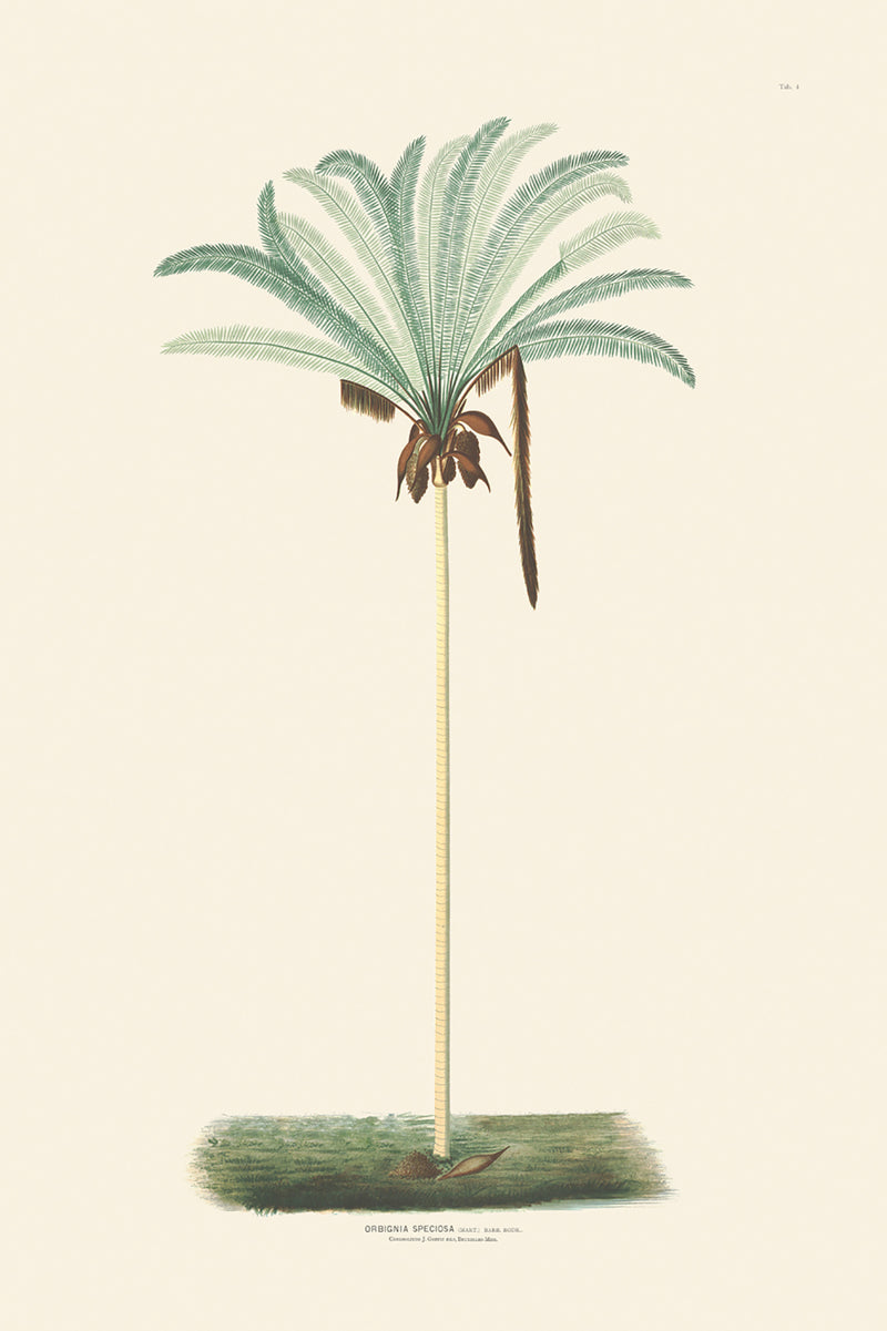 Rodrigues Palm, Antique Prints 004