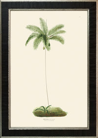 Rodrigues Palm, Antique Prints 005