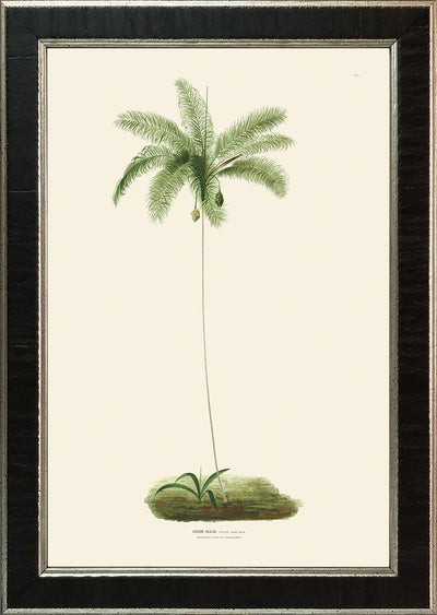 Rodrigues Palm, Antique Prints 005