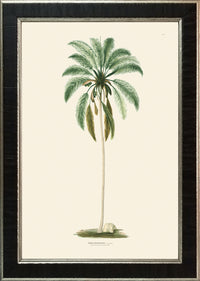 Rodrigues Palm, Antique Prints 006