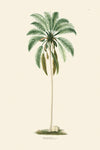 Rodrigues Palm, Antique Prints 006