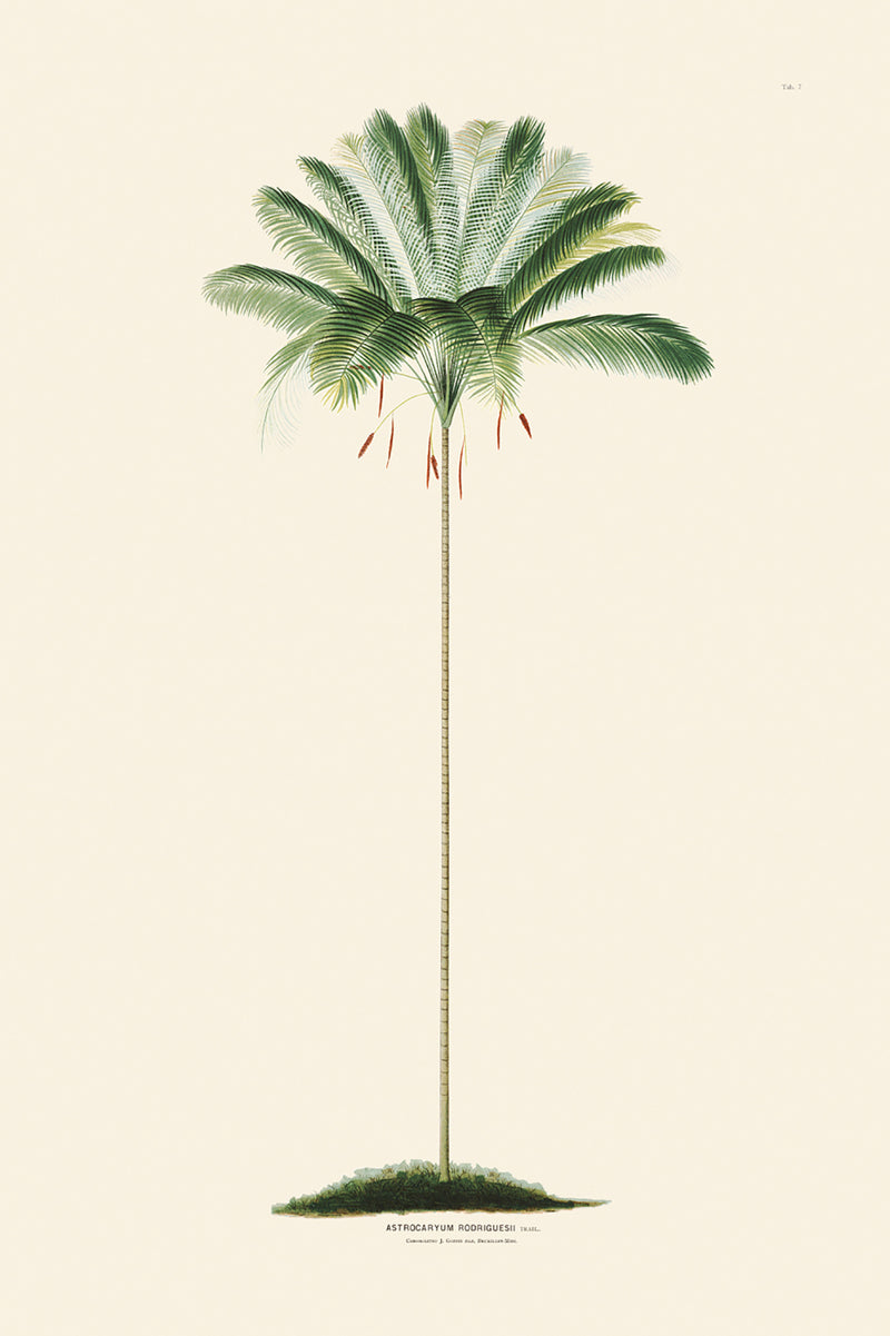 Rodrigues Palm, Antique Prints 007