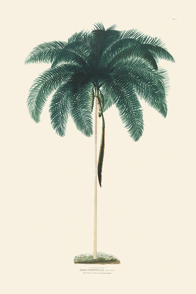 Rodrigues Palm, Antique Prints 009