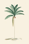 Rodrigues Palm, Antique Prints 010