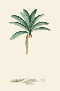 Rodrigues Palm, Antique Prints 010