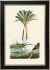 Rodrigues Palm, Antique Prints 011