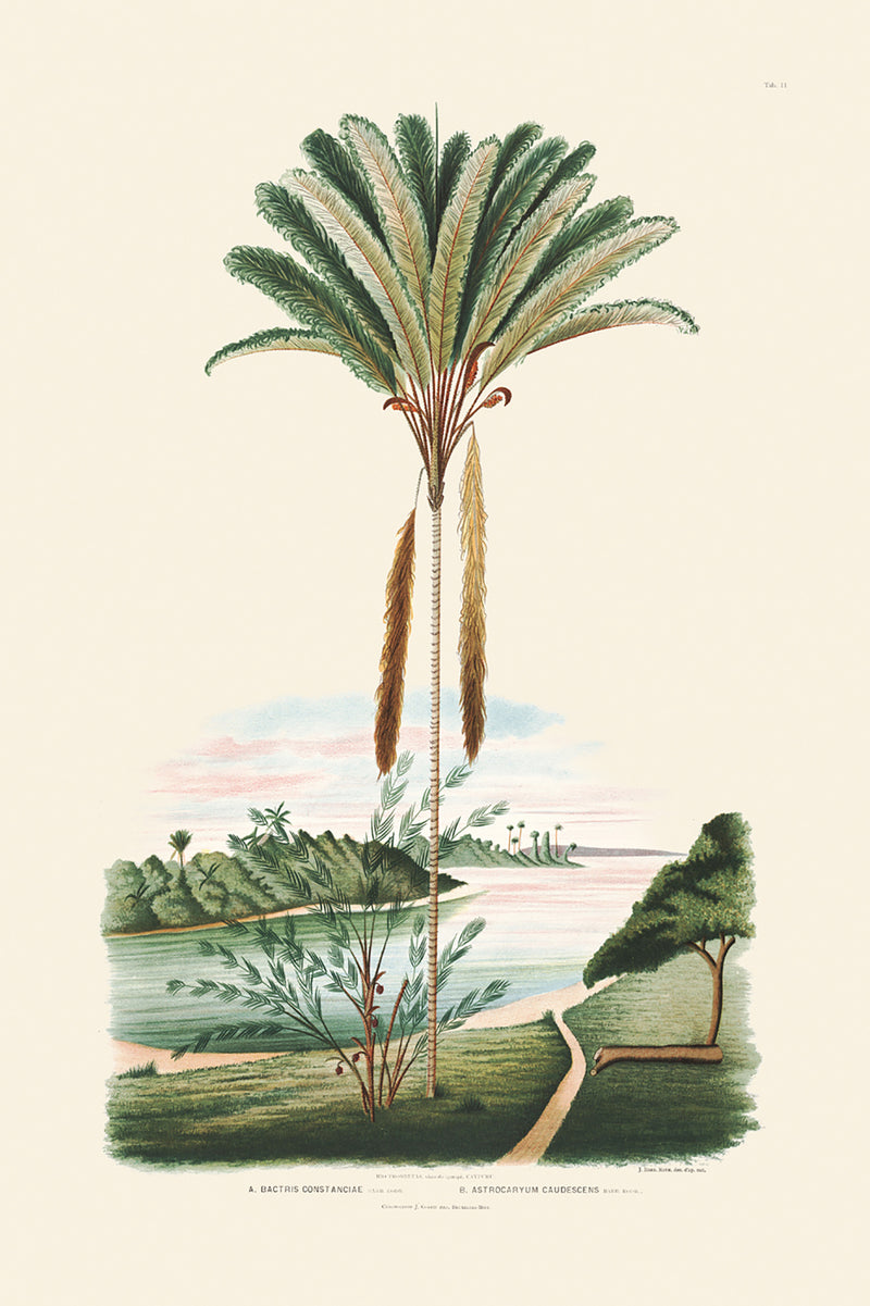 Rodrigues Palm, Antique Prints 011