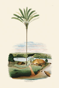 Rodrigues Palm, Antique Prints 012