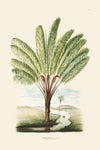 Rodrigues Palm, Antique Prints 013