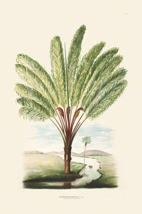 Rodrigues Palm, Antique Prints 013