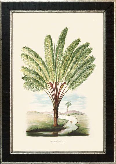 Rodrigues Palm, Antique Prints 013