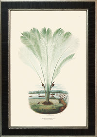 Rodrigues Palm, Antique Prints 014