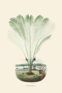 Rodrigues Palm, Antique Prints 014