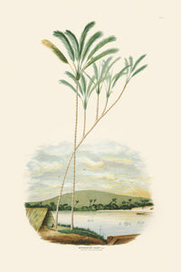 Rodrigues Palm, Antique Prints 016