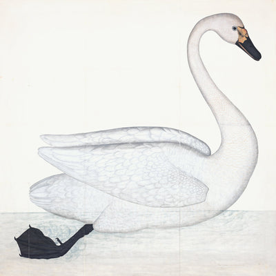 Bewick's Swan Plate 1. By Olof Rudbeck (WD)