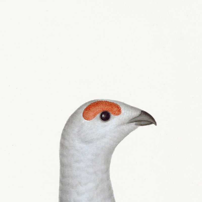 Black Grouse Albino Plate 18 by Olof Rudbeck (Cfa-Wd)