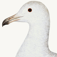 Larus (White Gull) Plate 25 by Olof Rudbeck (WD)