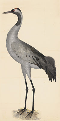 Rudbeck Crane and Grey Heron