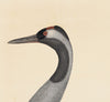 Rudbeck Crane and Grey Heron