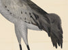 Rudbeck Crane and Grey Heron
