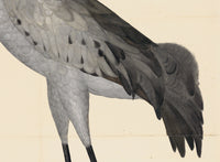Rudbeck Crane and Grey Heron