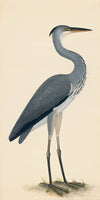 Rudbeck Crane and Grey Heron